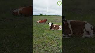 Коровушки отдыхают