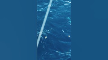 Mahi on a squid vibe!?! #squidtrex