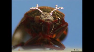 3D Printing of Free Standing Liquid Metal Microstructures (SciVId 2017-L)