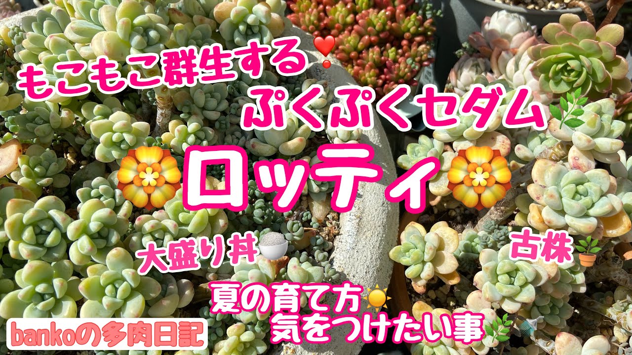 多肉日記#231】もこもこ増える⤴️ロッティ🏵️夏越しで気をつけたい事