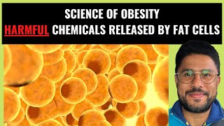 Science of Obesity - How Fat Cells Release Harmful Chemicals (Pt III)