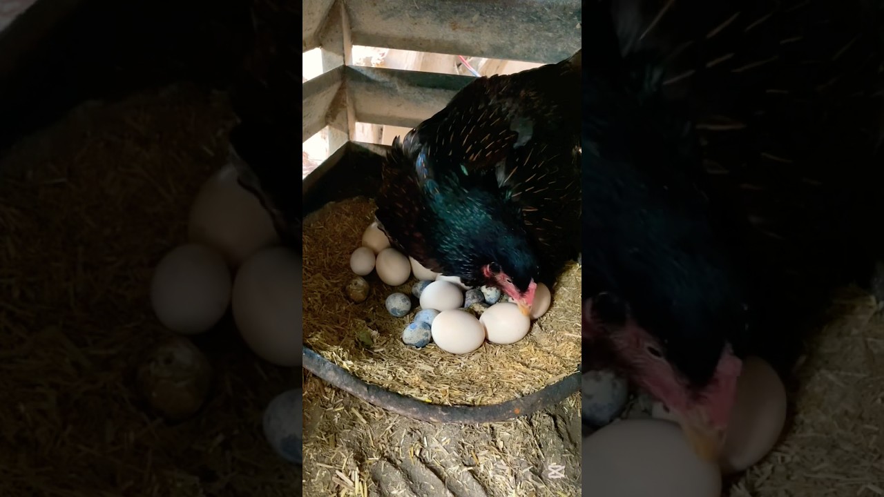 Hatching chickens from eggs naturally using five mother hen 🥚🐣🐔