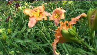 Kinnebrew Daylily Garden