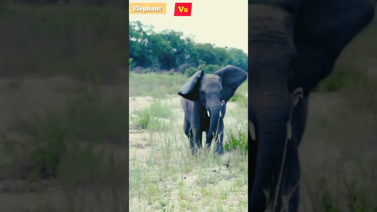 Crazy elephant vs dog