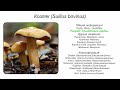 Козляк (Suillus bovinus)