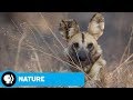 Challenges and Dynamics of Wild Dog Families