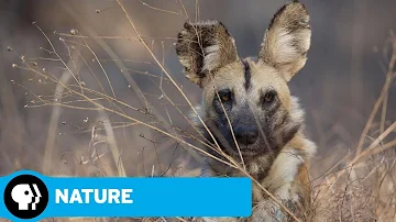 NATURE | Dogs in the Land of Lions | Preview | PBS