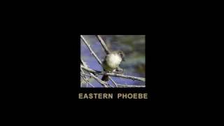 Learn Bird Sounding - Common NYC Birds