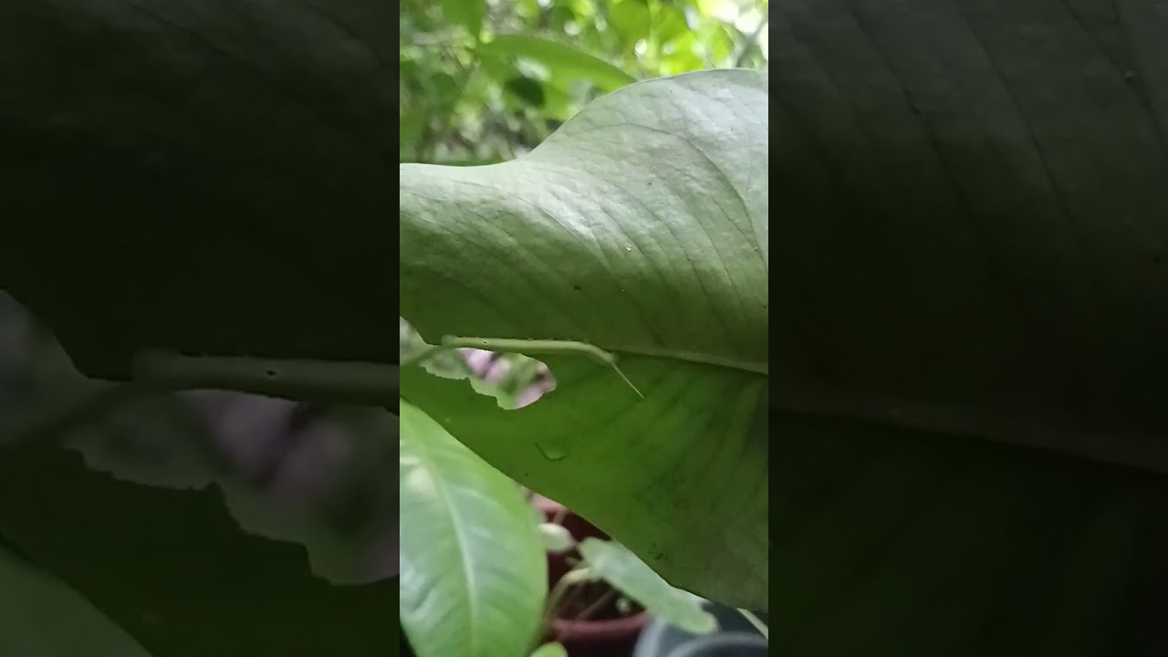 parasite in my plants 