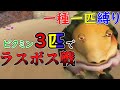 【ゆっくり実況】ピクミン３匹でラスボス撃破なるか！？【ピクミン１】【一種一匹縛り】#3