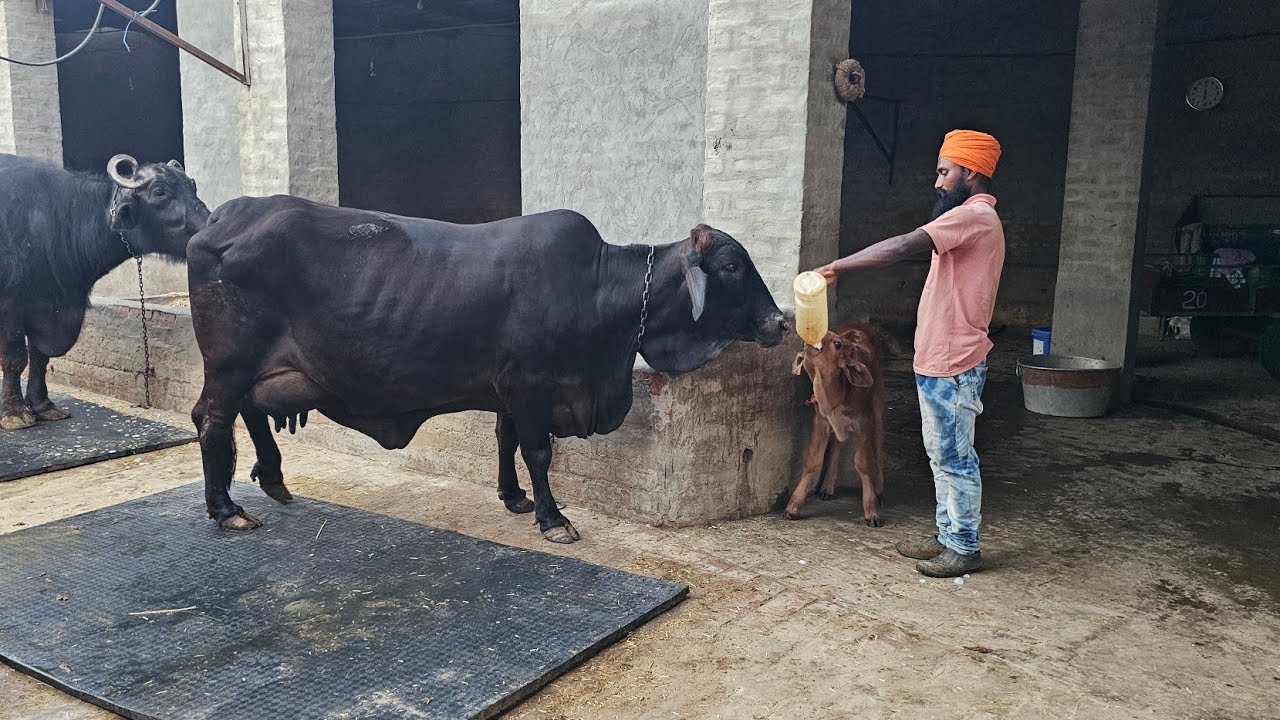 First time Live milking of sahival cow in village Adampura District Bathinda  11.310 kg