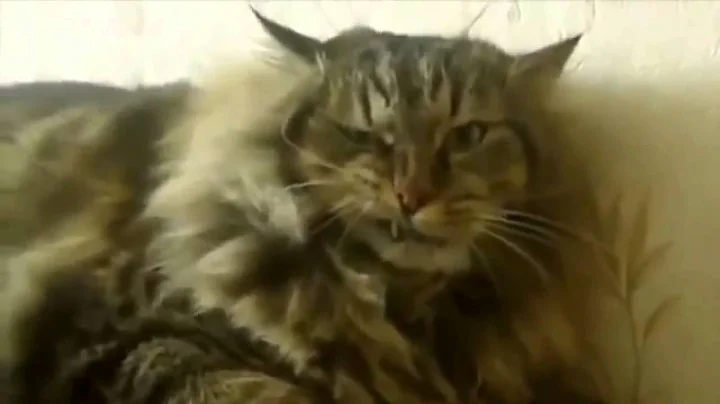 Vas-y Line - La Chatte  Julie Bergeron (Clip Offic...