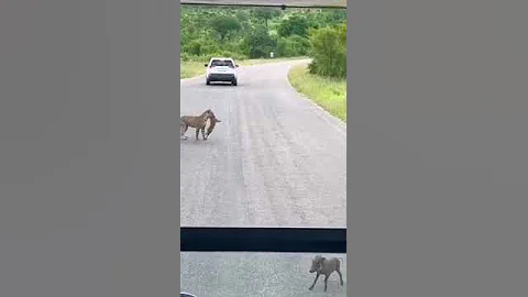 leopard hunt wild pig at road#animals #shorts #youtubeshorts #reels #viralvideo #video #shortvideo