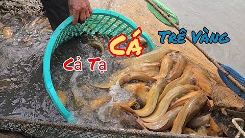 Lần Đầu Tiên Thấy Mẻ Lưới Kéo Lên Cả Tạ Cá Trê Vàng / HIỆP CUỘI TV