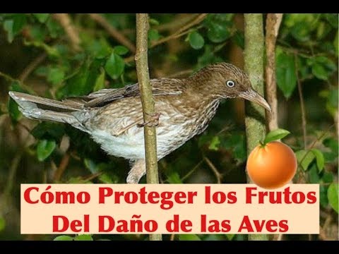 Video: Protegiendo Las Fresas De Los Pájaros