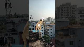 dog dance #aymanblog #funny #shorts #trending