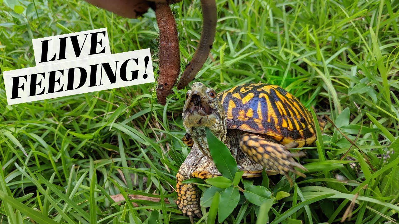 Outdoor BOX TURTLE Enclosure! YouTube