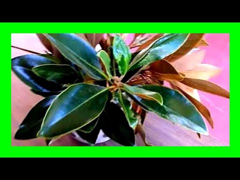 Vídeo: Star Magnolia Care - Dicas para o cultivo de árvores de Star Magnolia