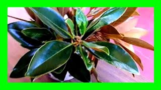 How to Propagate Magnolia Tree From Cuttings