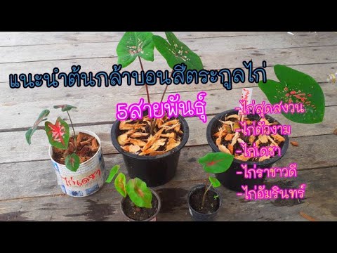 แนะนำ5ต้นกล้าบอนสีตรกูลไก่ ไก่สุดสงวน,ไก่ตัวงาม,ไก่เดชา,ไก่ราชาวดี,ไก่อัมรินทร์