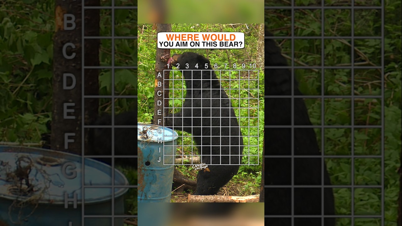 Where Would You Aim On This Big Bear? #question #wildlife #hunting #bear