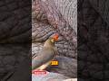 Bird That Saves Other Creature S Life Shortsfeed Facts Viral Birds Animals Lifesaver Shorts 