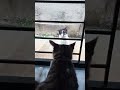 Cinta terhalang pintu #catfunny #cat #kucinglucubandung #cutecatshort