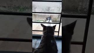 Cinta terhalang pintu #catfunny #cat #kucinglucubandung #cutecatshort
