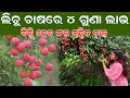       how to start litchi farming in odisha efarmingodisha