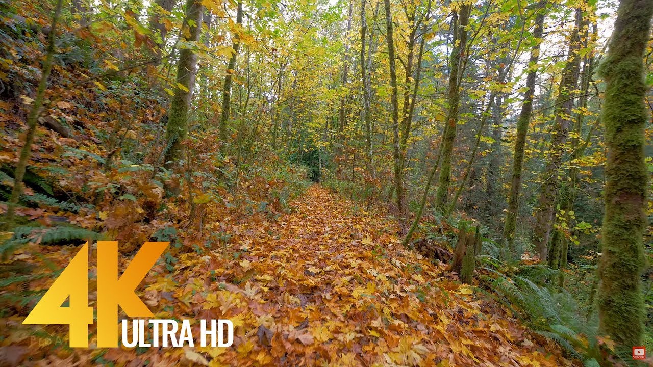 Autumn Forest Walk Trail - 4K UHD Fall Nature Walk Video with Music -  Episode 2