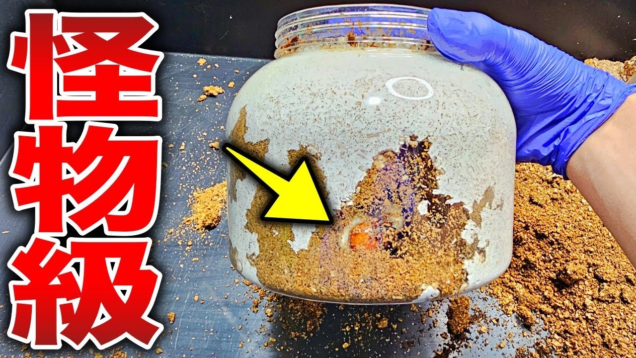 人間の力で巨大化したクワガタの幼虫がヤバすぎる