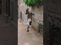 #goatfarming 🐐🐐#shortvideo 🐐🐐