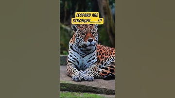Leopards Are Stronger Than You Think! 🐆💪 #Shorts #leopard