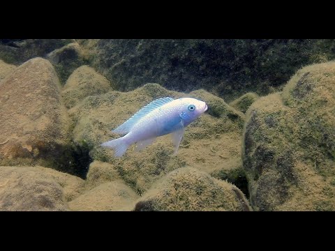 洋書　Lake Malawi Cichlids マラウイ シクリッド A1B2WzXsdRL._UF1000,1000_QL80_.jpg