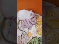 আমার white পুশির ৬ টা  baby  হয়েছে 😱😱❤️🥰💖  #short #ytshortsvideo #youtube #whiterat