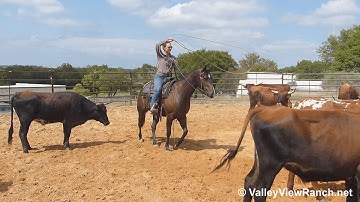 Outwest Peppy George - cows and roping! - ValleyViewRanch.net