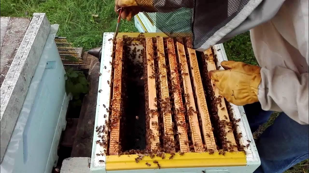 Начинающему пчеловоду. Рой пчел. Начинающий пчеловод. Инвентарь за уходом пчел. Оборудование для извлечения прошлогоднего меда из рамок.