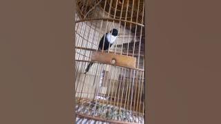 Bilbong  sulawesi gacor....