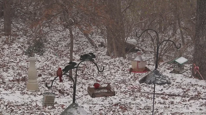 Peace and Harmony at Bird Feeders in St. Louis, MO