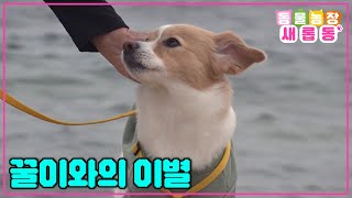 [#새롭동물농장] 안녕 나의 꿀이🍯 서로를 위해 이별을 할수밖에 없는 꿀이와 할머니 / EP.1174 #TV동물농장 #AnimalFarm #SBSstory