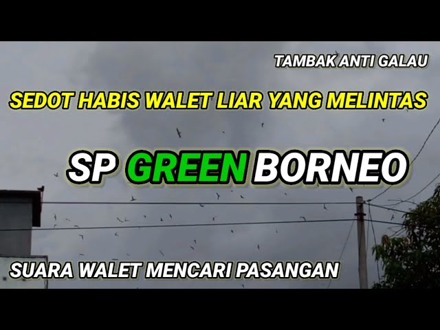 SP GREEN BORNEO. Suara walet mencari pasangan. Responnya Alhamdulillah. suara walet anti galau class=