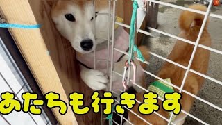 ⭐ゆずちゃん様オーダー(柴犬3段)＋2点♥️DIY♥️--167・173・176 Shiba Inu made art out of shoji screens for his 2nd birthday - YouTube