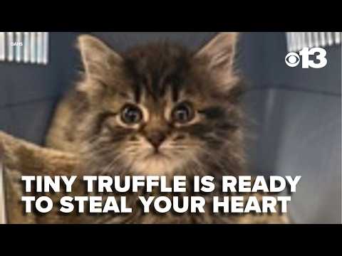 Meet Truffle, a tiny tabby with a big comeback story