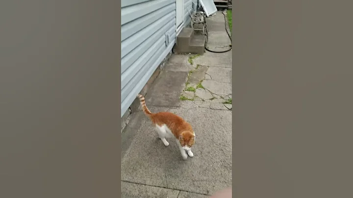 Cat with a waddle