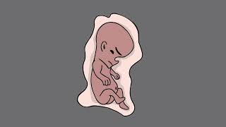 Embarazo - El Show De Fixio H