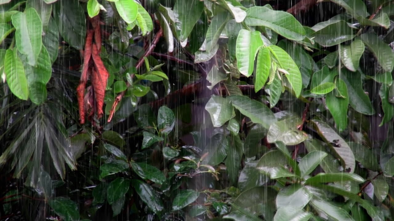 Raining Sound for Sleeping | Continuous Rainfall Audio for Calm Rest and Stress Relief