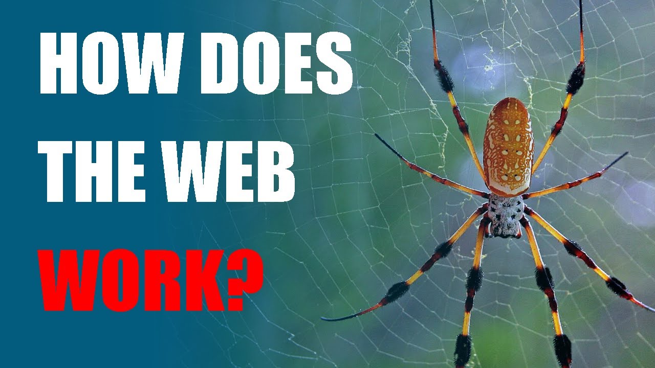How does the web work? |SPAIDER| |WEB| |INSECT| - YouTube