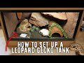 A Beginner's Guide To Setting Up A Leopard Gecko Tank