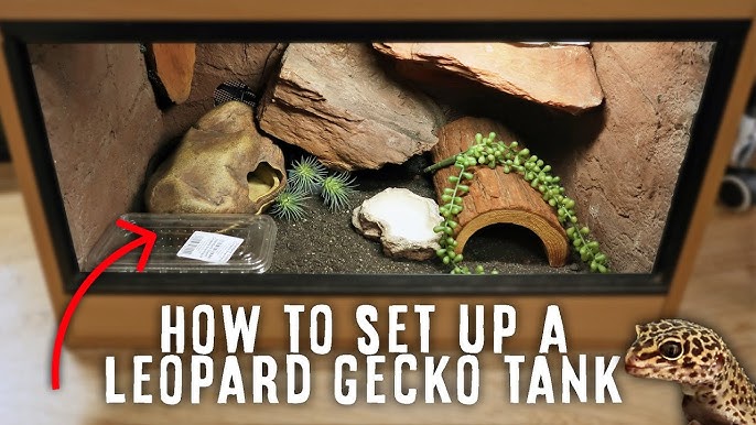 Leopard Gecko Tank with Excavator Clay 