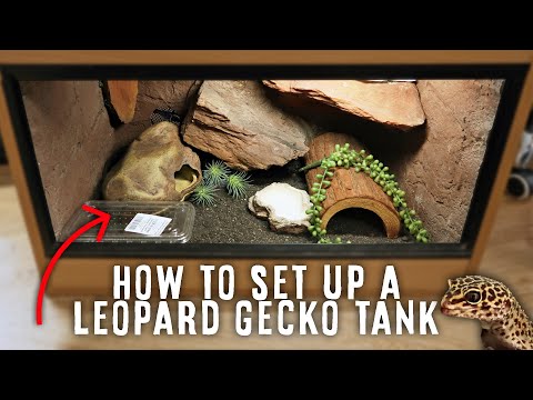 วีดีโอ: วิธีการติดตั้ง Leopard Gecko Tank